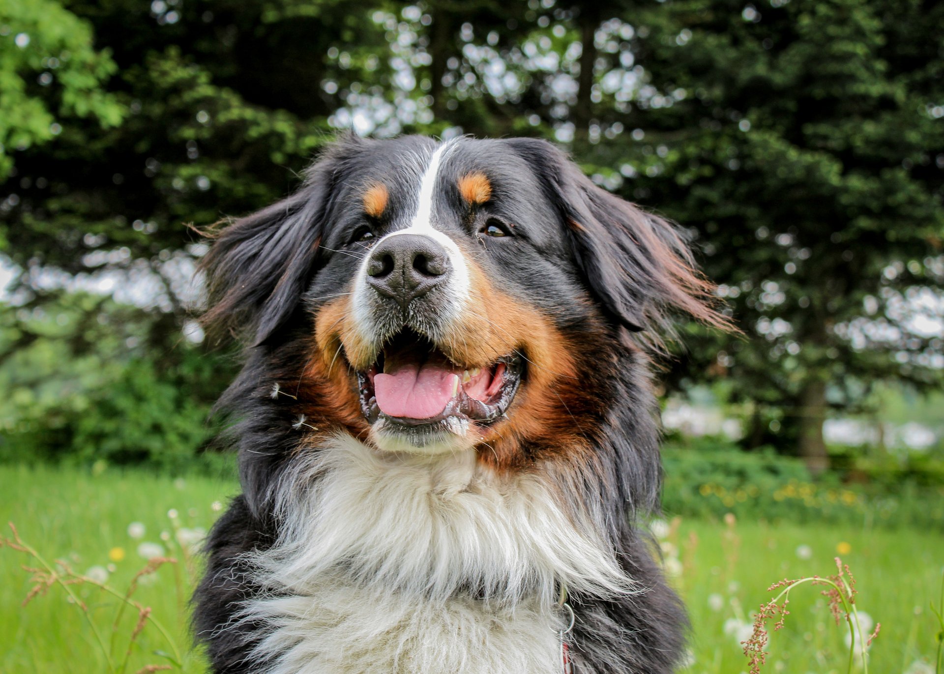 Ihr Hundehotel bei Meran Ihr Hundehotel bei Meran