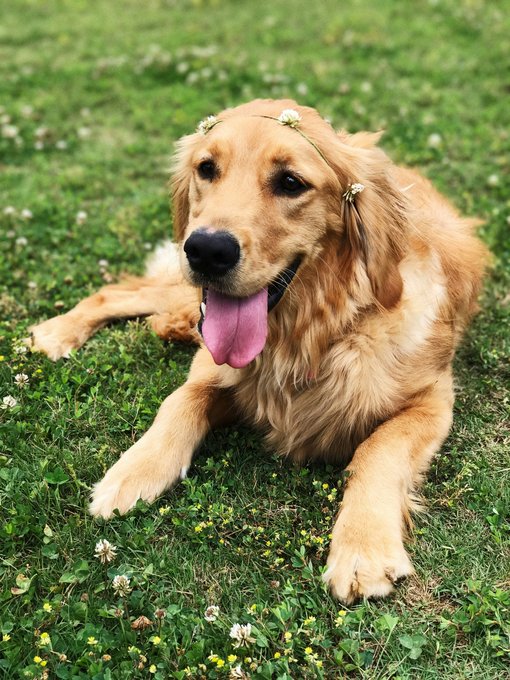 Ihr Hundehotel bei Meran Ihr Hundehotel bei Meran