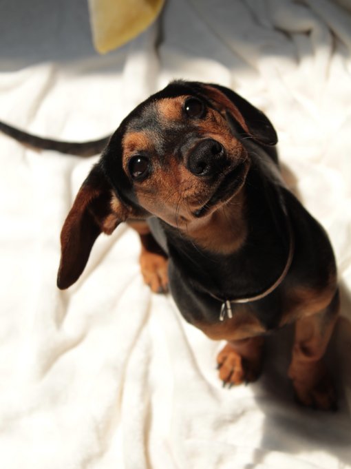 Ihr Hundehotel bei Meran Ihr Hundehotel bei Meran