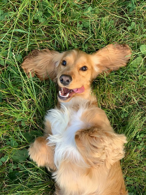 Ihr Hundehotel bei Meran Ihr Hundehotel bei Meran